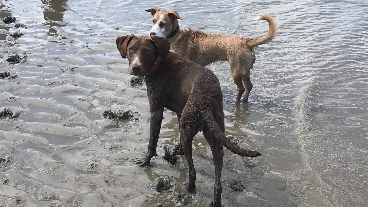 Unsere Hunde Unsere Hunde